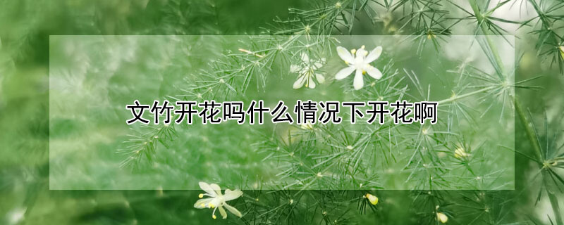 文竹開花嗎什麼情況下開花啊