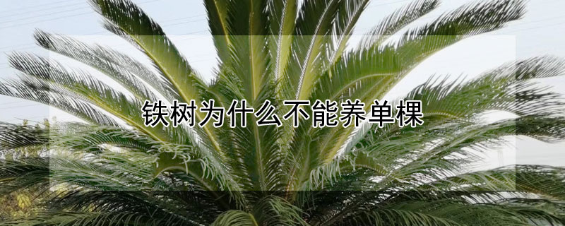 鐵樹為什麼不能養單棵