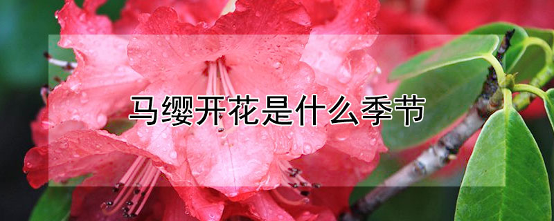 馬纓開花是什麼季節