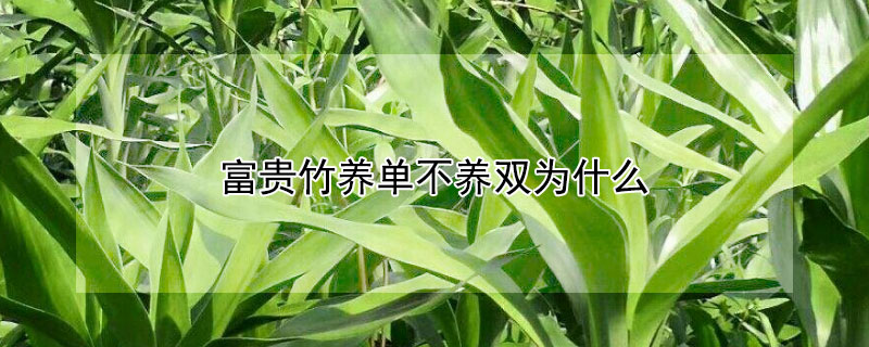 富貴竹養單不養雙為什麼