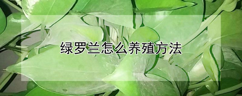 綠羅蘭怎麼養殖方法
