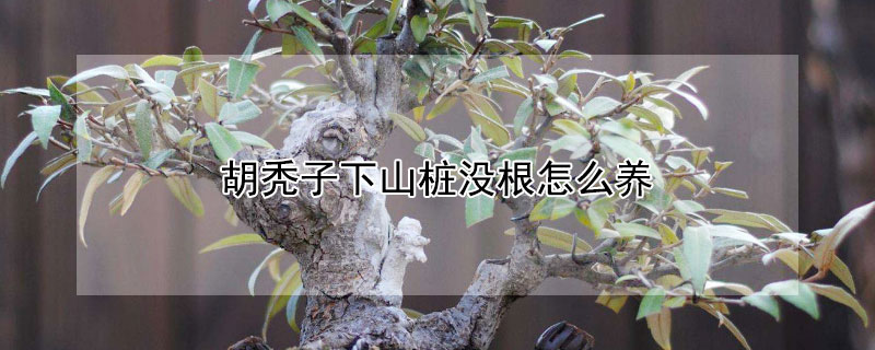 胡禿子下山樁沒根怎麼養