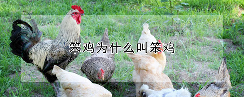 笨雞為什麼叫笨雞