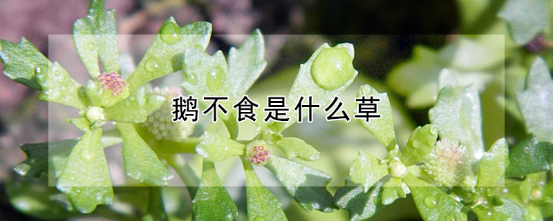 鵝不食是什麼草