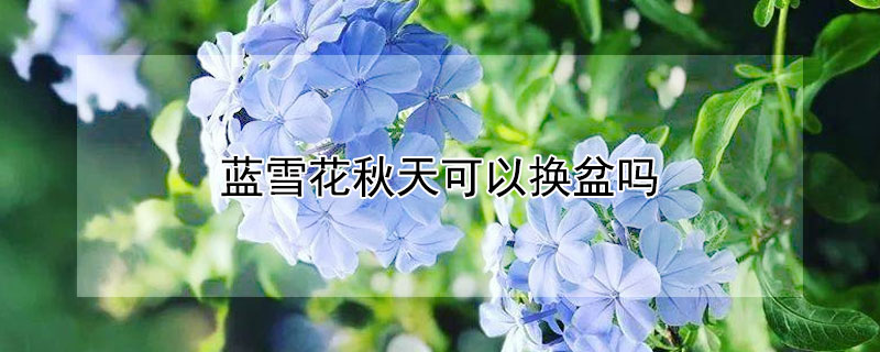 藍雪花秋天可以換盆嗎