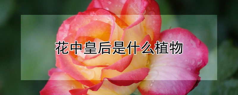 花中皇後是什麼植物