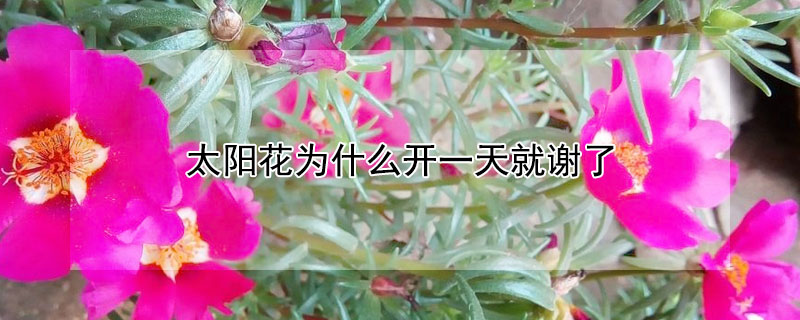 太陽花為什麼開一天就謝了