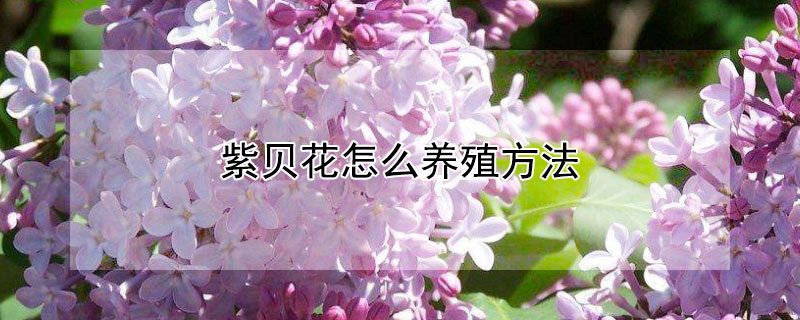 紫貝花怎麼養殖方法