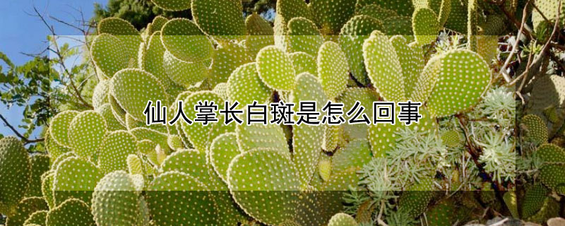 仙人掌長白斑是怎麼回事