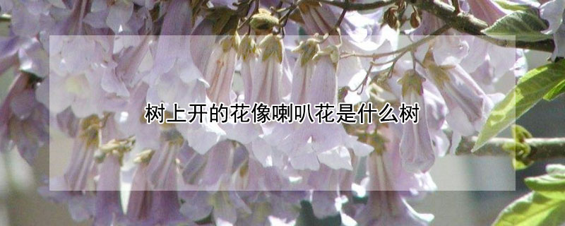 樹上開的花像喇叭花是什麼樹