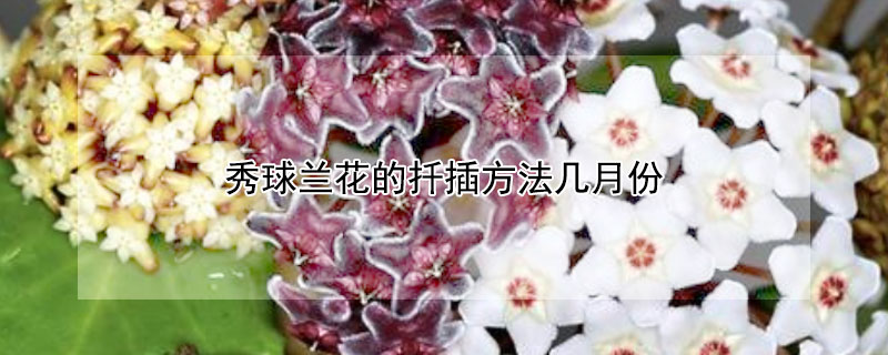 秀球蘭花的扡插方法幾月份
