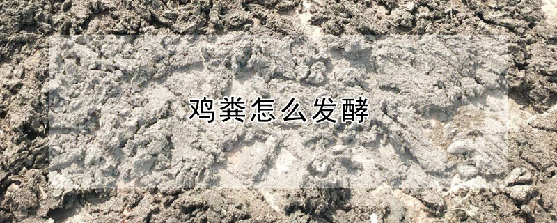 雞糞怎麼發酵