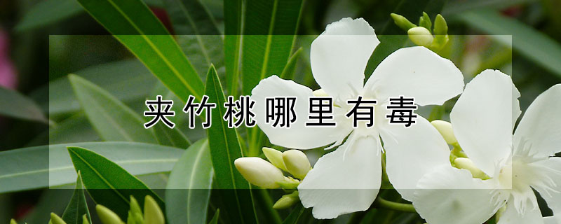 夾竹桃哪裏有毒