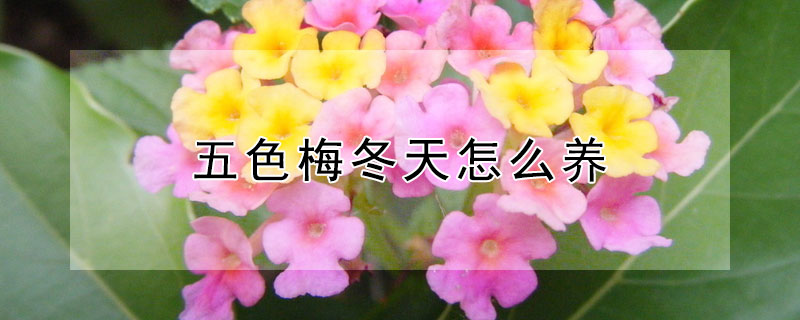 五色梅冬天怎麼養