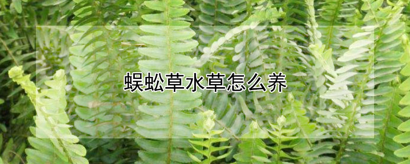 蜈蚣草水草怎麼養