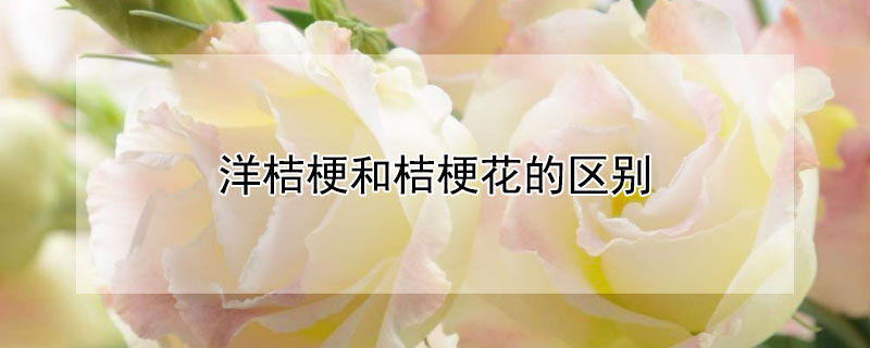 洋桔梗和桔梗花的區別