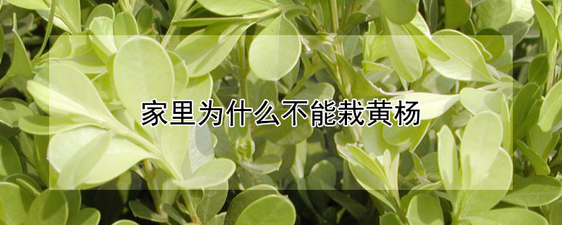 家裏為什麼不能栽黃楊