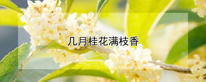 幾月桂花滿枝香