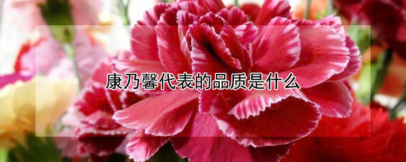 康乃馨代表的品質是什麼