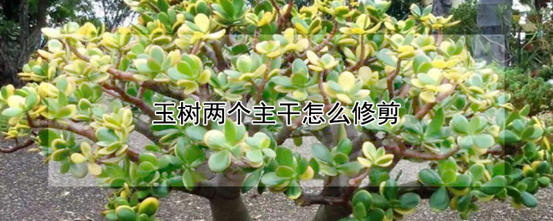 玉樹兩個主幹怎麼修剪