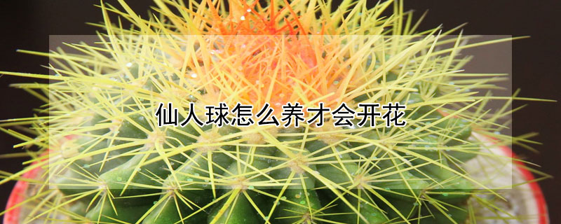 仙人球怎麼養才會開花