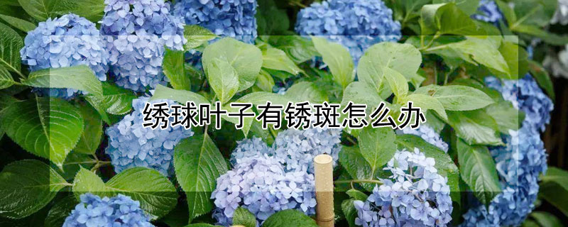 繡球葉子有鏽斑怎麼辦