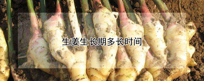 生薑生長期多長時間
