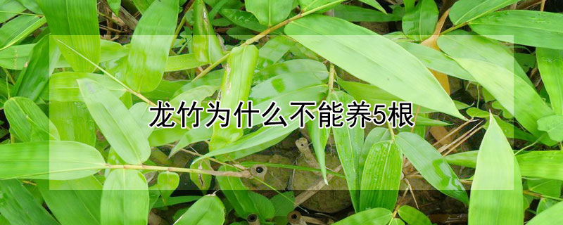 龍竹為什麼不能養5根