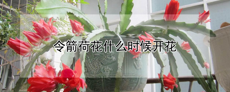 令箭荷花什麼時候開花