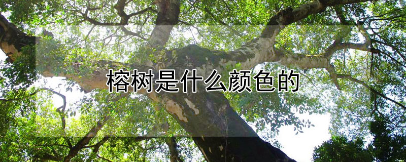 榕樹是什麼顏色的