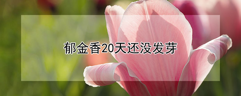 鬱金香20天還沒發芽
