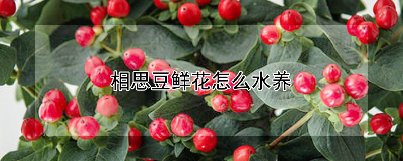 相思豆鮮花怎麼水養