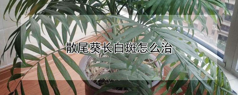 散尾葵長白斑怎麼治
