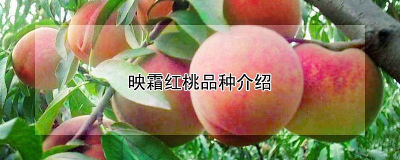 映霜紅桃品種介紹