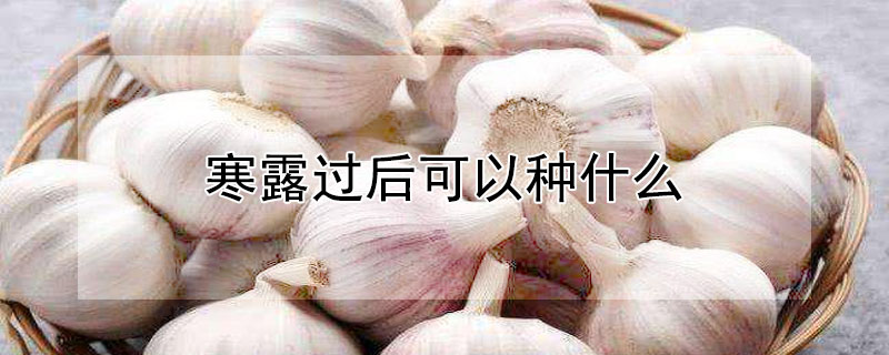 寒露過後可以種什麼