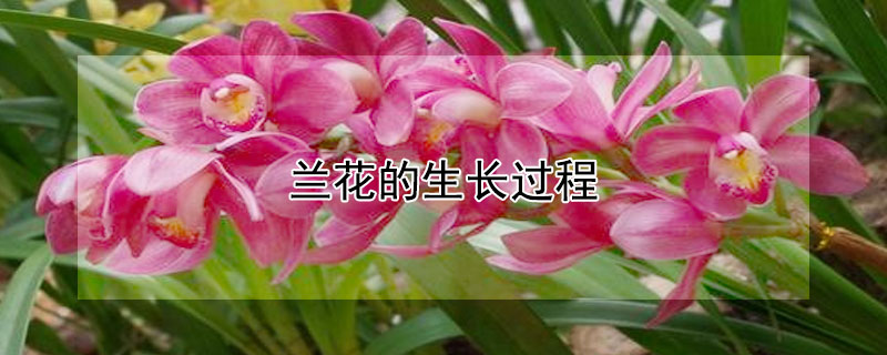 蘭花的生長過程