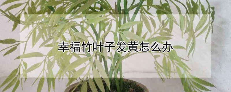 幸福竹葉子發黃怎麼辦
