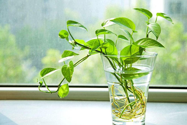 綠蘿怎麼養才能更旺盛