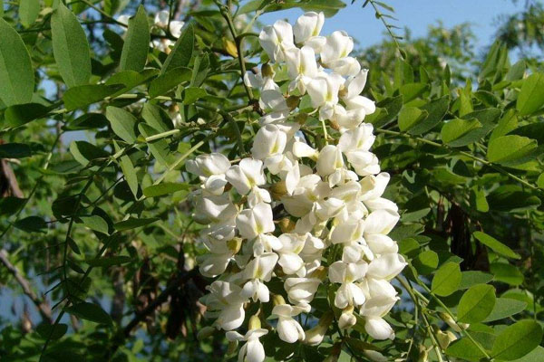 槐花幾時開