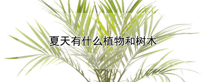 夏天有什麼植物和樹木