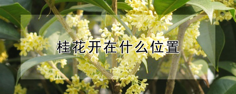 桂花開在什麼位置