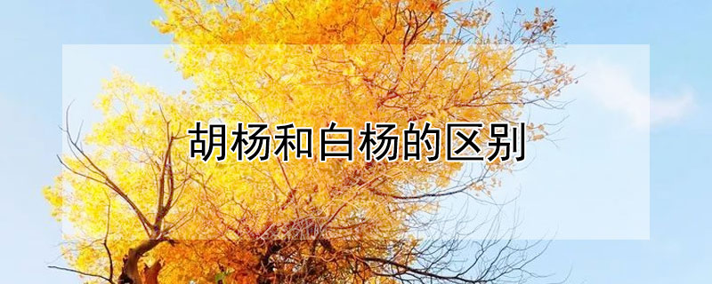 胡楊和白楊的區別