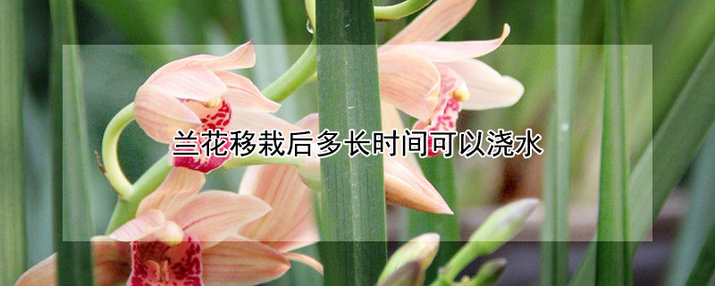 蘭花移栽後多長時間可以澆水