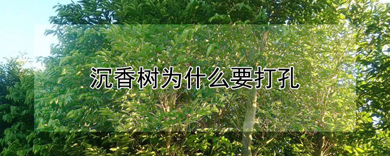沉香樹為什麼要打孔