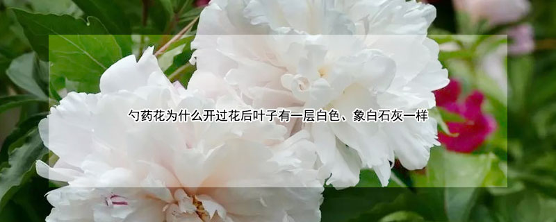 勺藥花為什麼開過花後葉子有一層白色、象白石灰一樣