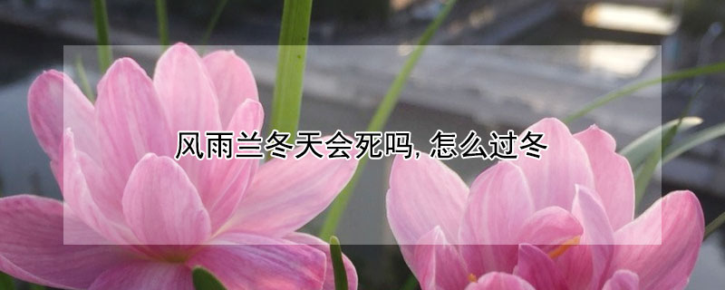 風雨蘭冬天會死嗎,怎麼過冬