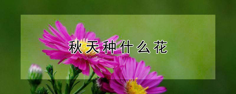 秋天種什麼花