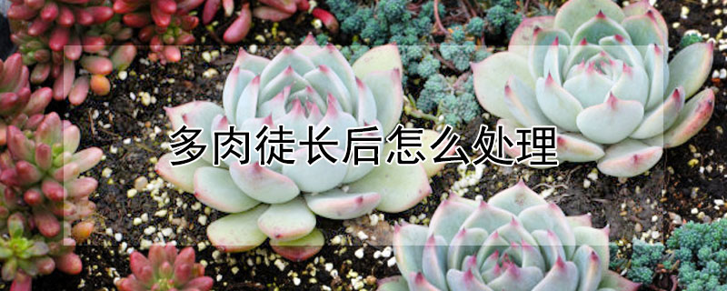 多肉徒長後怎麼處理