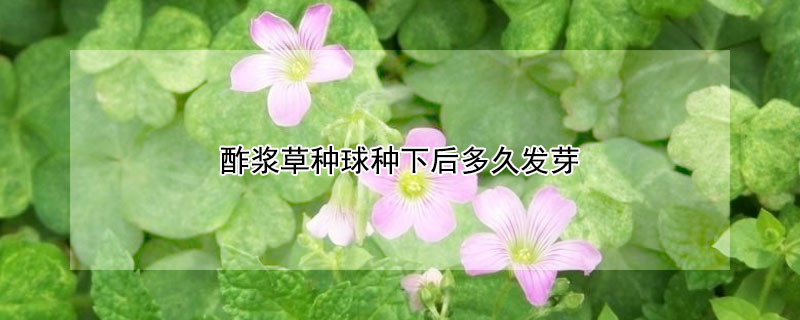 酢漿草種球種下後多久發芽