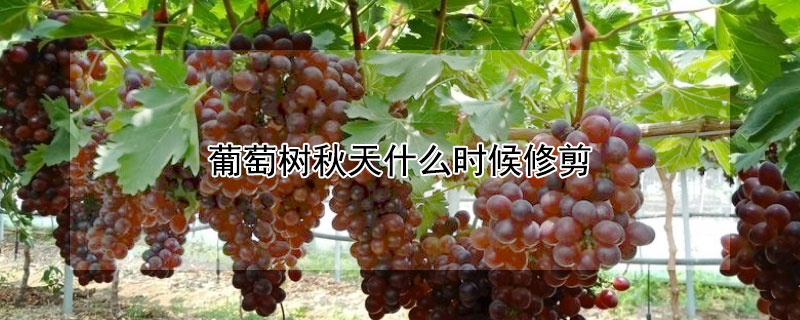 葡萄樹秋天什麼時候修剪